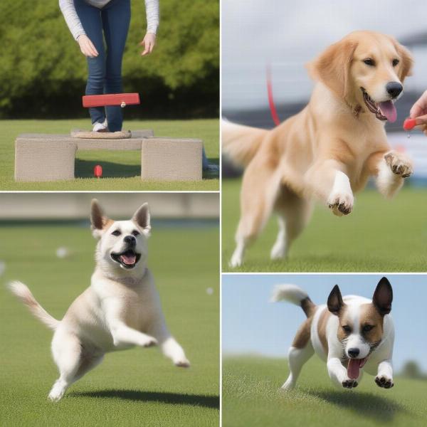 Different dog training methods