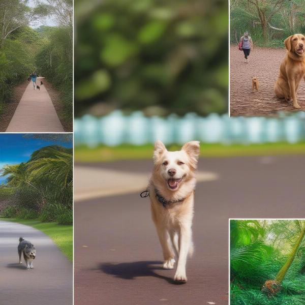 Dog-friendly activities in Cairns