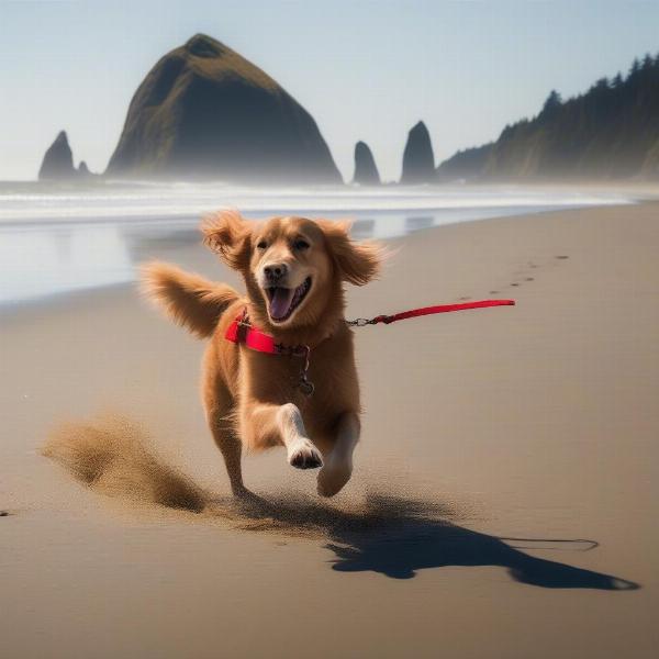 Dog Walking on Cannon Beach