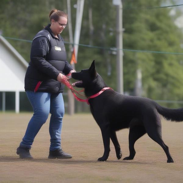 Canuck dog training in Ontario