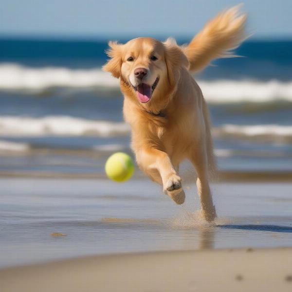 Dog enjoying the beach on Cape Cod