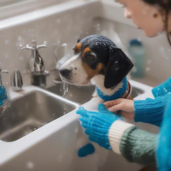 Washing a dog holiday sweater