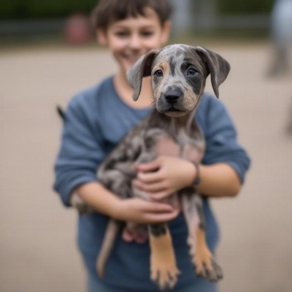 Catahoula Hound Dog Puppy with Breeder