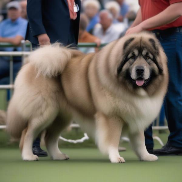 Caucasian Shepherd Dog at a dog show