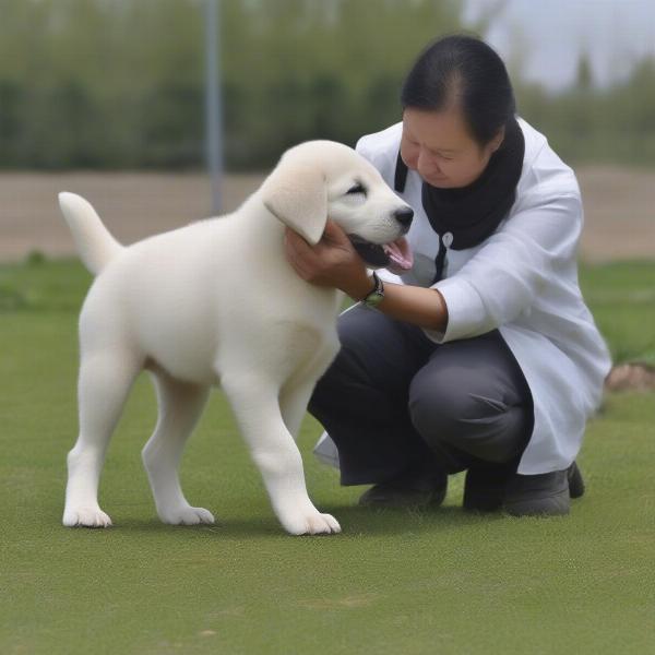 Central Asian Shepherd Dog with reputable breeder