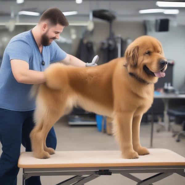 Grooming a large dog on a table