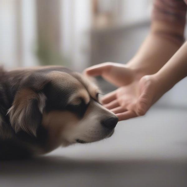 Checking a dog's paw for injury