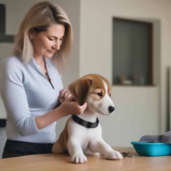 Checking puppy's collar