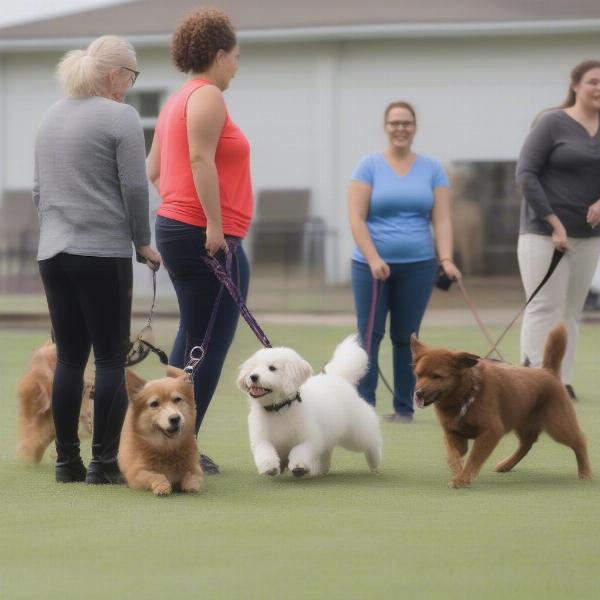 Dog training class in Chesterfield