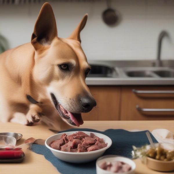 Dog eating organ meats