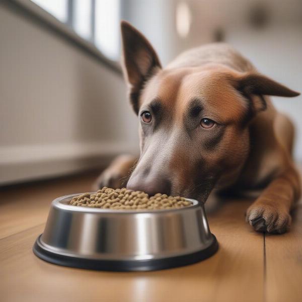 A dog eating high protein dry dog food