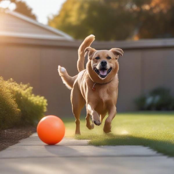 Dog playing with squeak ball outdoors