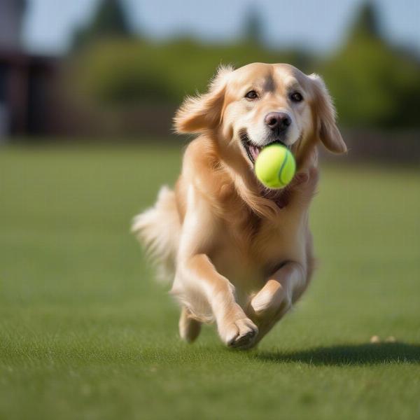 Dog playing with a squeaky tennis ball