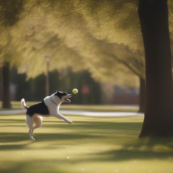 Dog playing fetch with owner