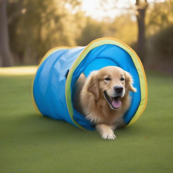 Dog Playing in Outdoor Dog Tunnel