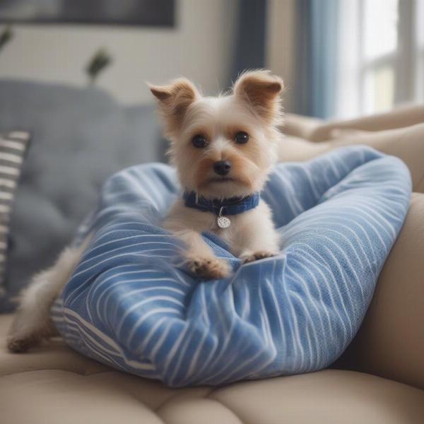 Dog wearing a t-shirt at home