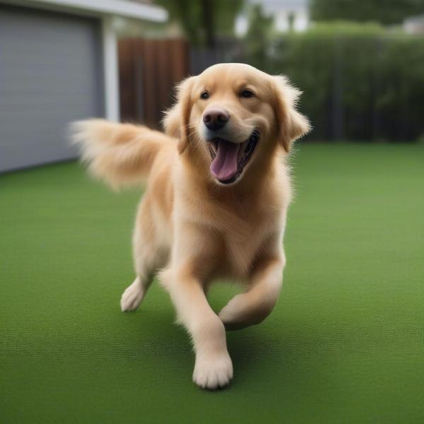 Choosing synthetic grass for dogs