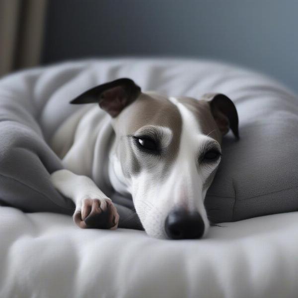 Choosing a Whippet Dog Bed