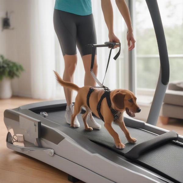 Choosing the Right Dog Pacer Treadmill