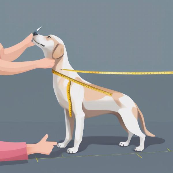 Measuring a dog for clothes