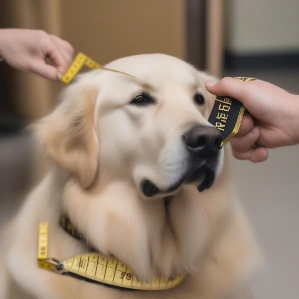 Choosing the right collar size for big dogs