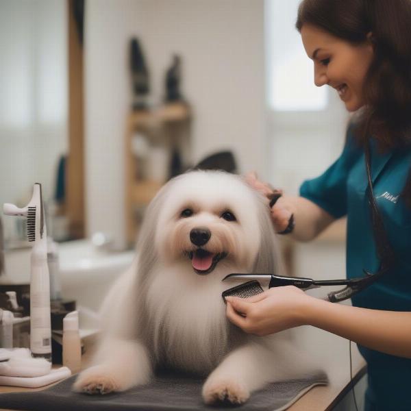 Choosing a Dog Groomer in Indian Trail