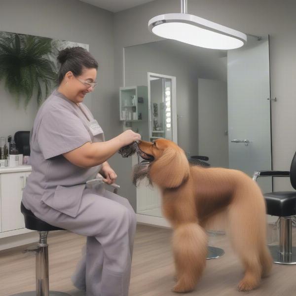 Key Factors to Consider When Choosing a Groomer