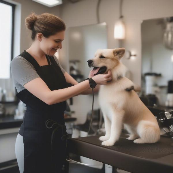 Choosing a Dog Groomer in Vancouver WA