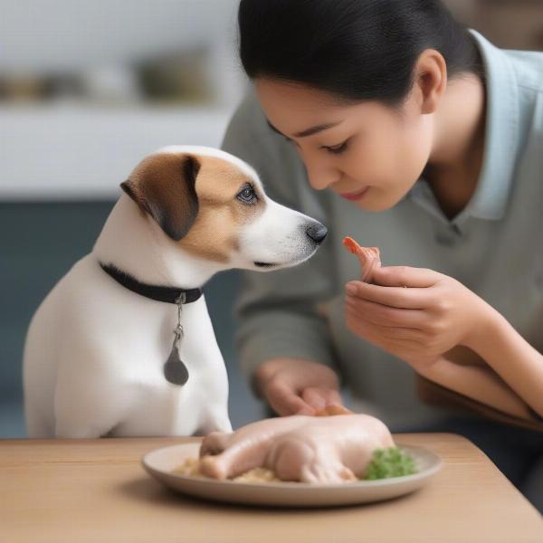 Owner feeding cooked chicken to a dog