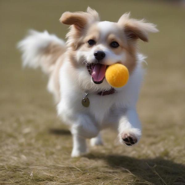 A "chuggle dog" engaging in playtime.