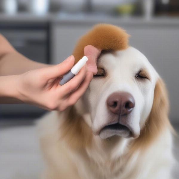 Cleaning a Dog's Ears