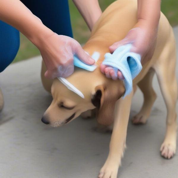 Proper Cleaning of a Dog Knee Brace