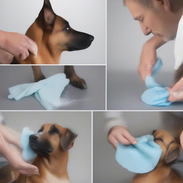 Cleaning a Dog Recovery Collar