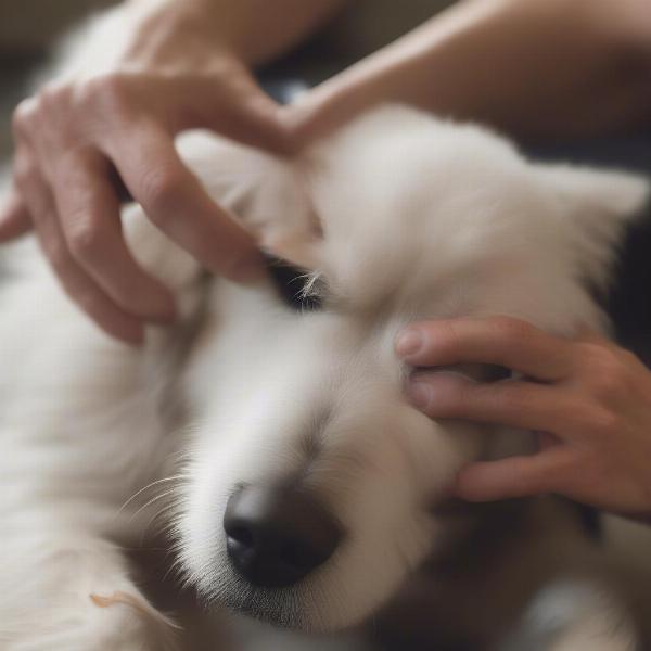 Coconut oil being applied to a dog's coat