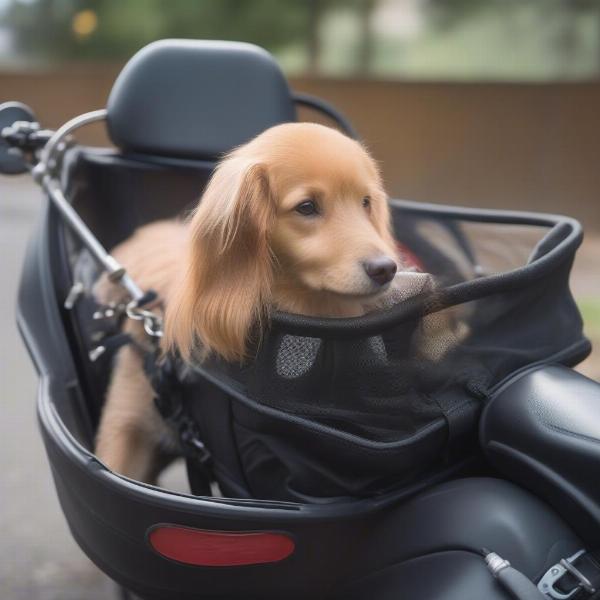 Ensuring your dog's safety in the sidecar