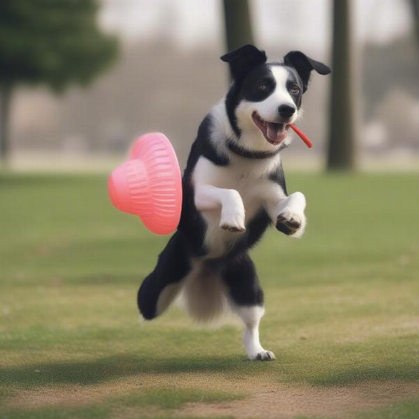 Dandy dog playing fetch in a park