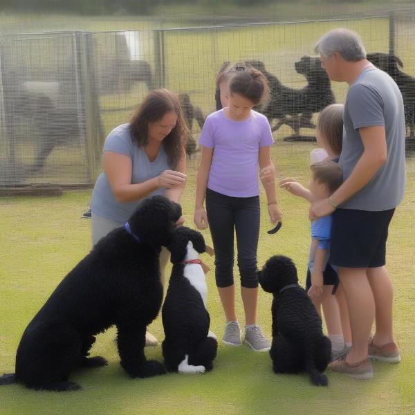 Evaluating Portuguese Water Dog breeders