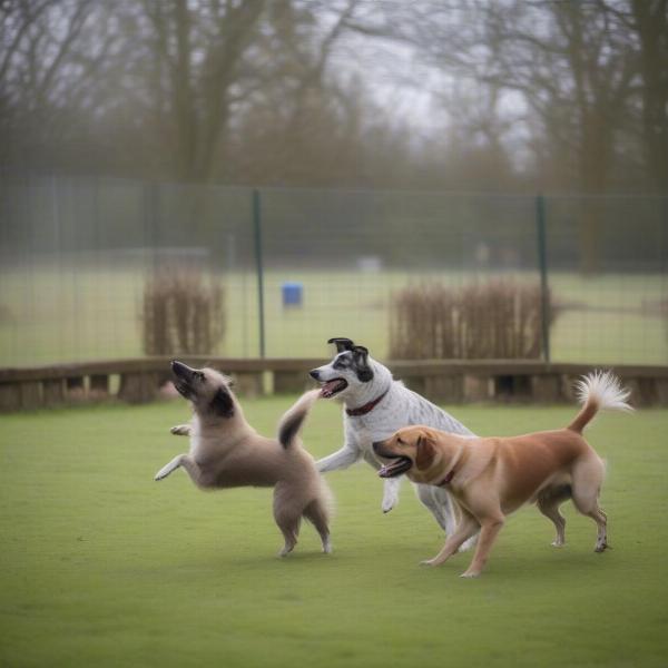 Dogs socializing at Deanshanger dog walking field