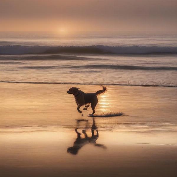 Dog playing on Del Mar beach