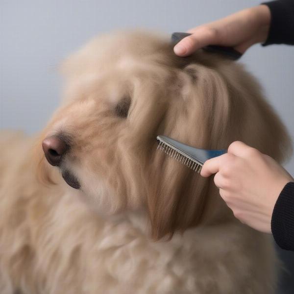 Dematting a Dog with a Comb