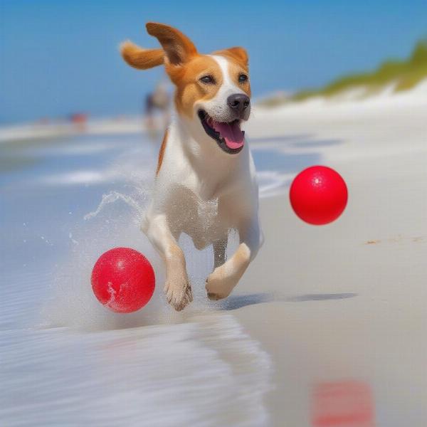 Dogs Playing on Destin Beach