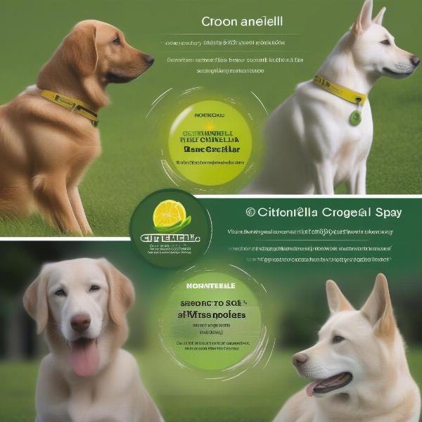 Different Types of Citronella Collars