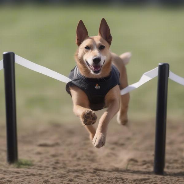 Dog wearing agility boots during training