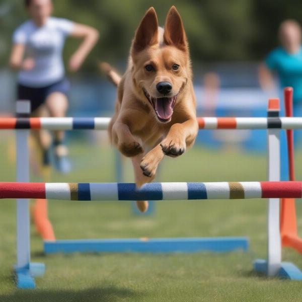 Dog Agility Competition