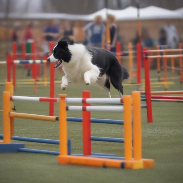 Different Dog Breeds in Agility Class Denver