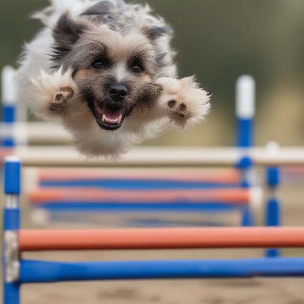 Dog practicing agility jumping techniques