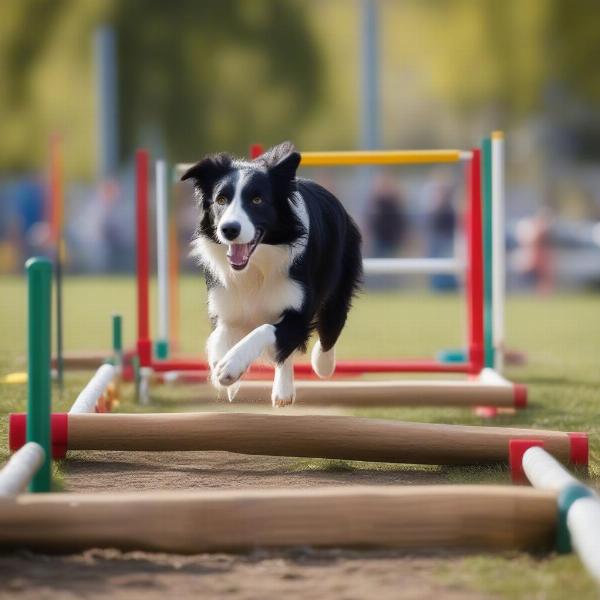 Dog Agility Training