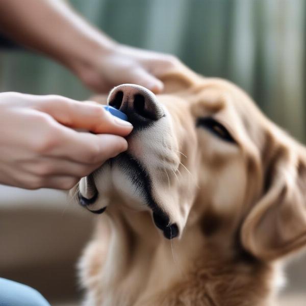 Applying nose balm to a dog