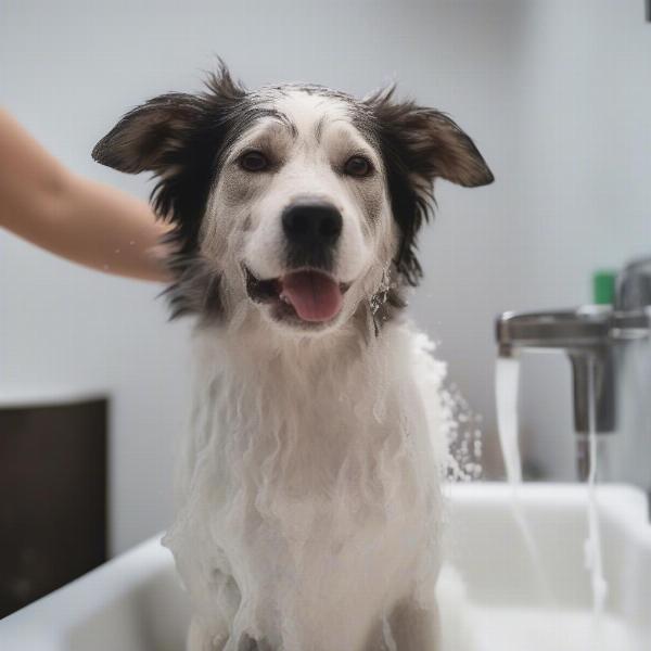 Dog Being Bathed With Hypo Shampoo