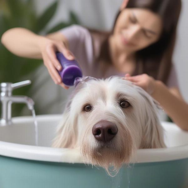 Dog Being Bathed With Plum Silky Shampoo